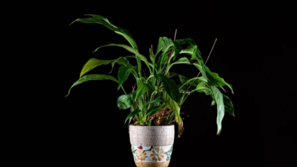Pot Green